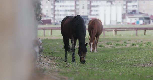 Několik koní na trávníku na jaře — Stock video