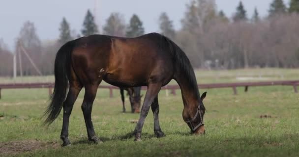 Several horses on the lawn in spring — Stock Video