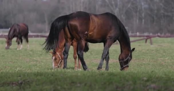 Vários cavalos no gramado na primavera — Vídeo de Stock