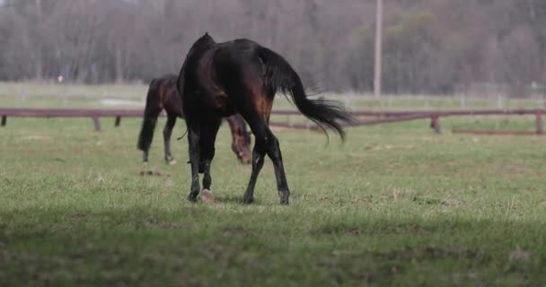 Varios caballos en el césped en primavera — Vídeos de Stock