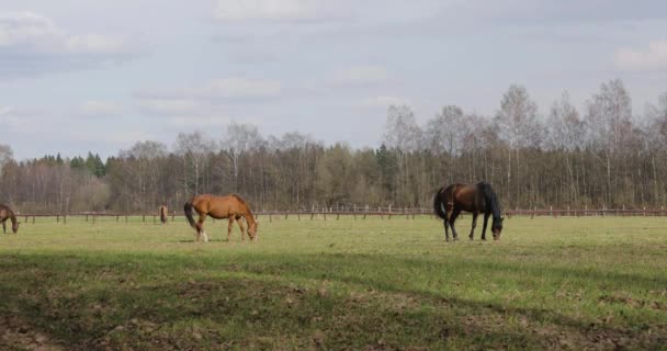 plusieurs chevaux sur la pelouse au printemps 