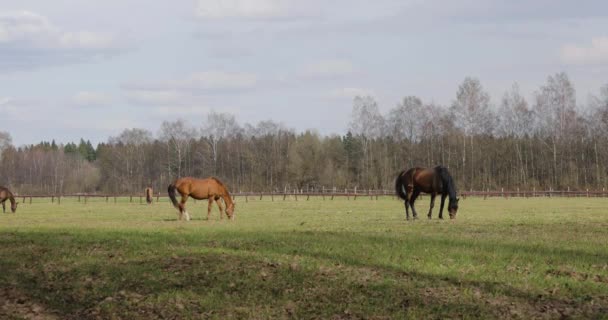 Varios caballos en el césped en primavera — Vídeos de Stock