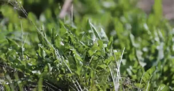 Arbustos verdes se balancean en el viento — Vídeos de Stock
