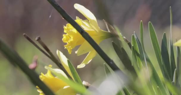 Narcisos de floración en el video de primavera 4k — Vídeos de Stock