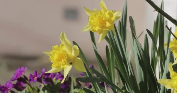 Flowering daffodils in the spring video 4k — Stock Video