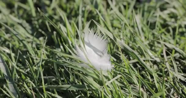 Plume blanche vacille sur une herbe verte — Video