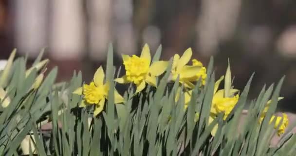 Flowering daffodils in the spring video 4k — Stock Video