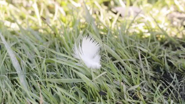 Біле перо коливається на зеленій траві — стокове відео