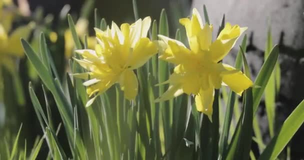 Narcisos de floración en el video de primavera 4k — Vídeo de stock
