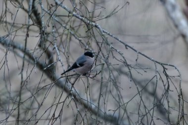 Kuru bir ağaç dalı üzerinde bir kuş