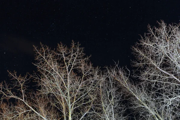 Árboles secos en la noche contra las estrellas — Foto de Stock