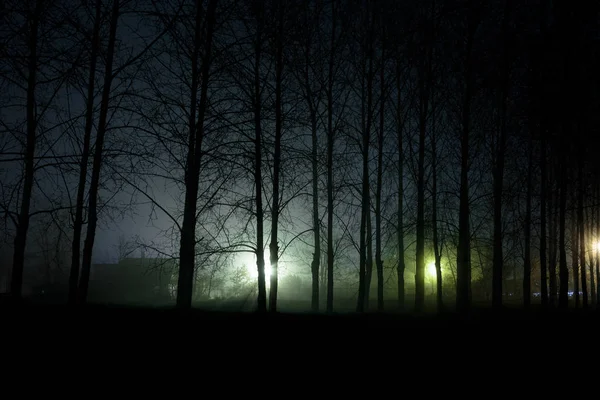 Geceleri korkunç koyu orman — Stok fotoğraf