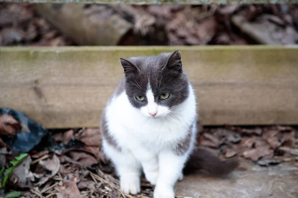 Белая кошка сидит во дворе и осторожно куда-то смотрит — стоковое фото