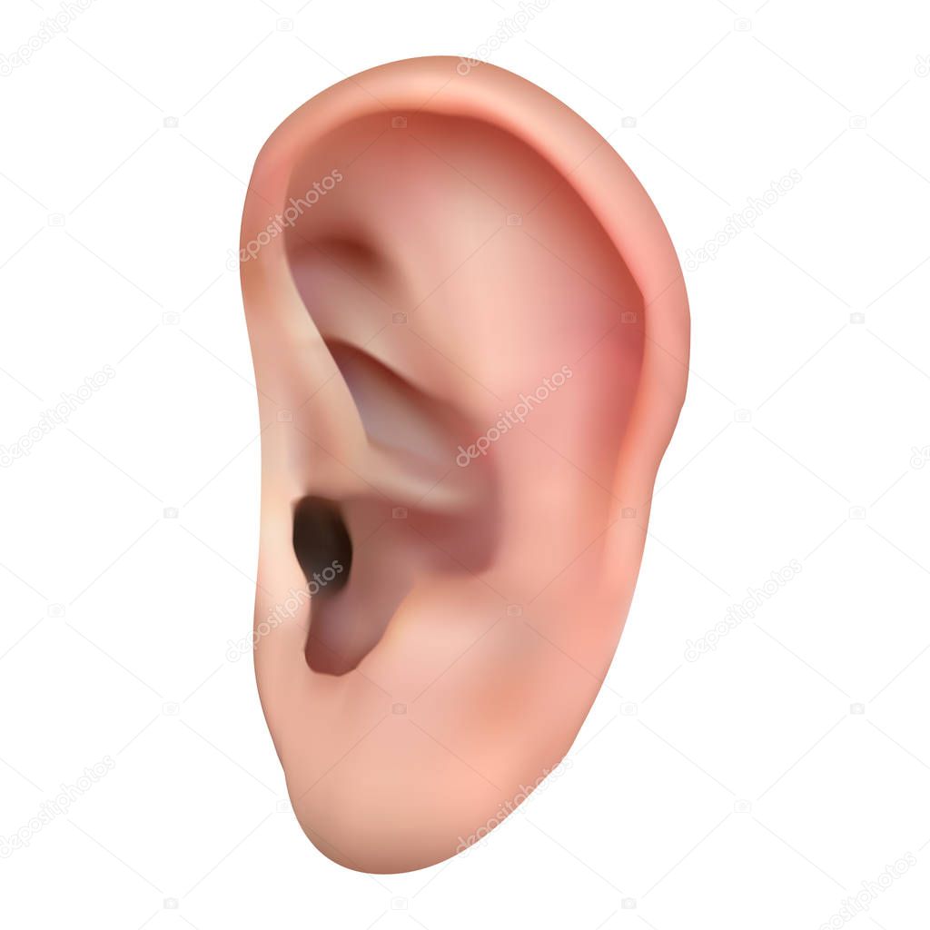 vector human ear on a white isolated background