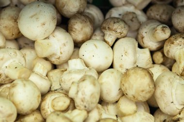 Petrol piyasasında kutularındaki.