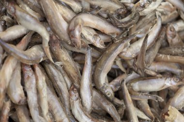 Dondurulmuş balık eşit olarak arka plan olarak ortaya konulan.