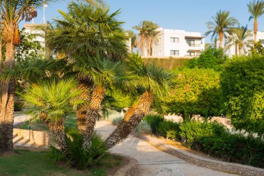 Patika palmiye ve bitkiler üzerinde Hotel'in bahçesinde arasında bir