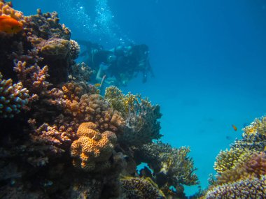 Bir çift dalış tüplü resif yakınındaki ile sualtı çekimi
