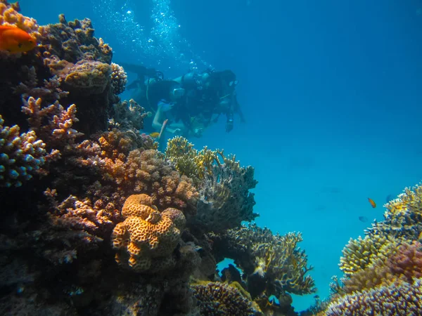 Подводная съемка пары дайвинга с аквалангом возле рифа — стоковое фото