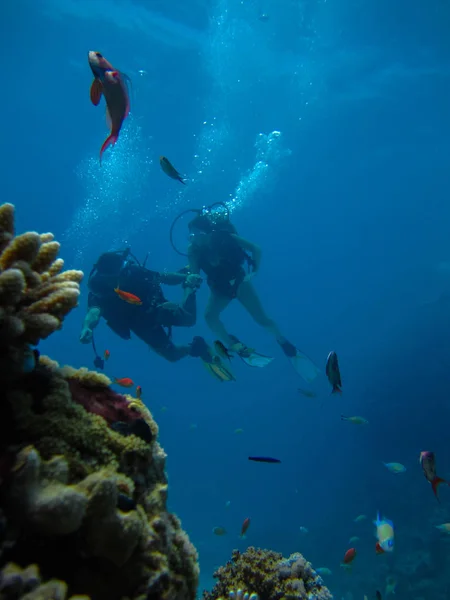 Sesión submarina de una pareja de buceo con buceo cerca de arrecife y fis —  Fotos de Stock