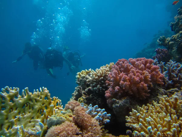 Sesión submarina de personas buceando con buceo cerca de un hermoso colo —  Fotos de Stock