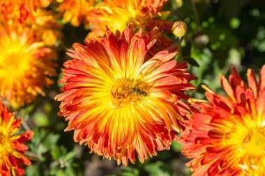 Bir arı ile turuncu krizantem, yakın çekim