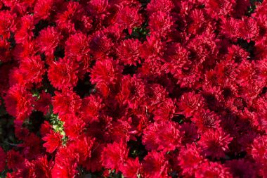 Bir sürü güzel kırmızı krizantem