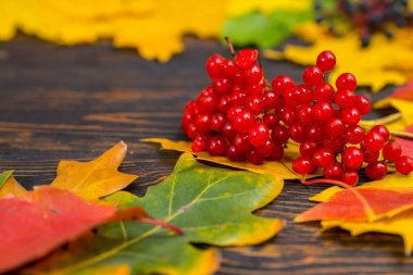 Rowan yaşında tahta masa üzerinde sarı, kırmızı ve yeşil yapraklarda
