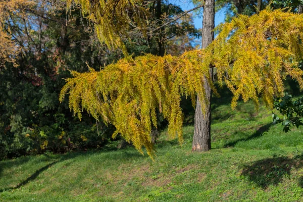 Stora gröna träd i en skog — Stockfoto