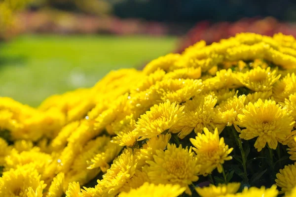 Gros plan du chrysanthème jaune comme image de fond — Photo