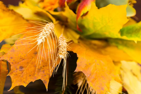 Detailní záběr z pšenice poblíž podzimní žluté listy — Stock fotografie