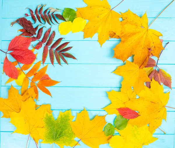 Herfst achtergrond met gele, rode en groene bladeren op blauw hout — Stockfoto