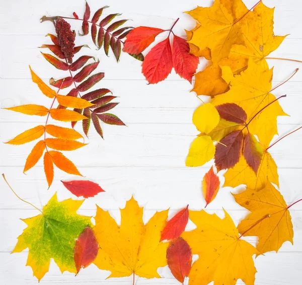 Fond d'automne avec des feuilles jaunes, rouges et vertes sur woo blanc — Photo