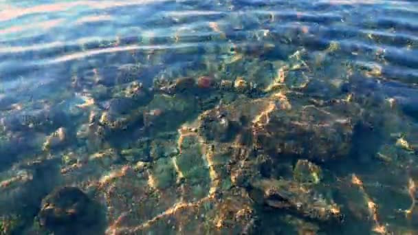 바다에 있는 산호초의 반짝 이는 물을 맑게 하라 — 비디오
