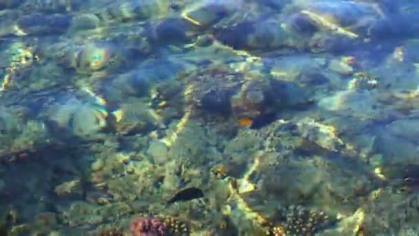 Réflexions scintillantes de la lumière du soleil sur un récif corallien — Video
