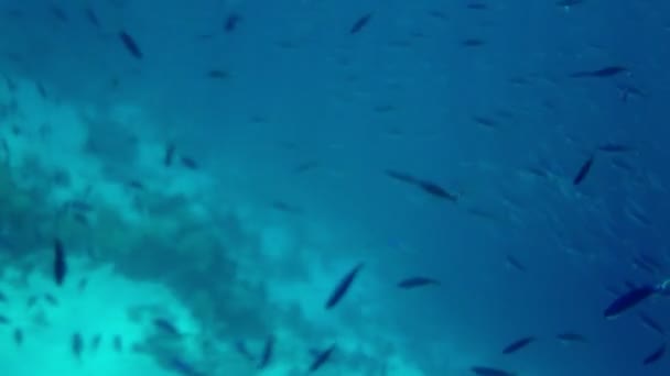 Banc de petits poissons tropicaux nageant sous l'eau — Video