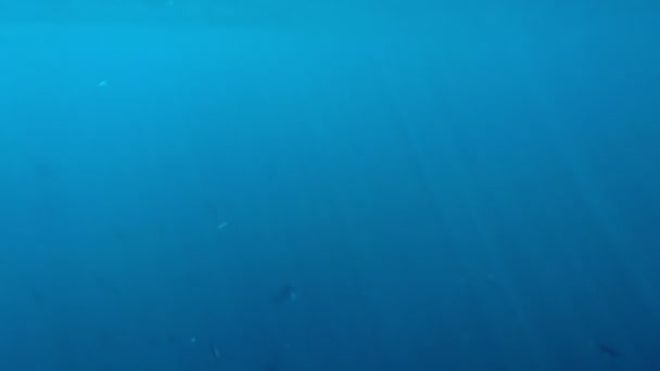 Strålar av solljus skiner genom ett klart hav — Stockvideo