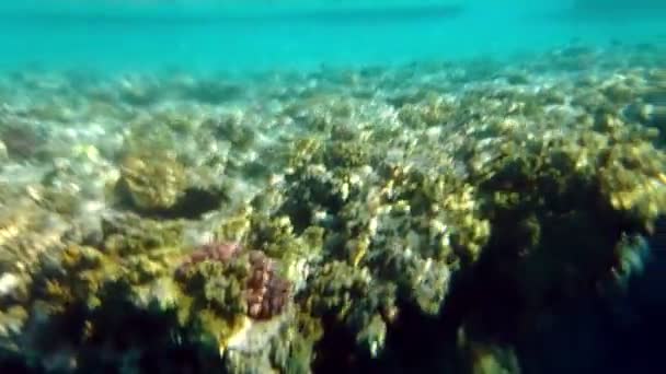 Luz solar cintilante subaquática em um recife de coral — Vídeo de Stock