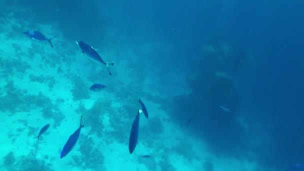 Κορμός μικρών ψαριών που κολυμπούν κάτω από το νερό — Αρχείο Βίντεο