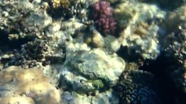 근해에 있는 산호초를 자세히 조사한다 — 비디오