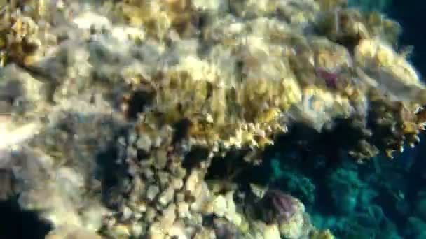 Panorámica sobre un arrecife de coral tropical — Vídeos de Stock