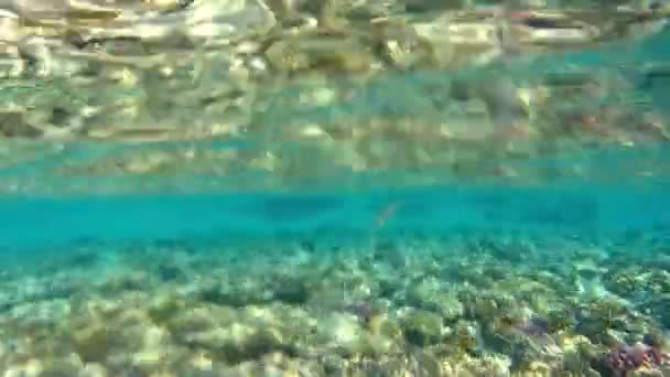 Сонячне світло, що відображає корали на мілкому рифі — стокове відео
