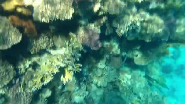 Detailaufnahme von Unterwasserkorallen an einem Riff — Stockvideo