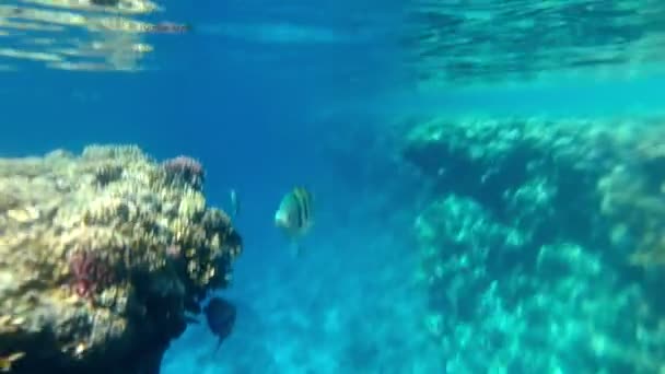 Pequenos peixes tropicais coloridos nadando em um recife — Vídeo de Stock