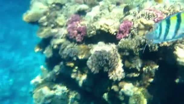 Coloridos peces tropicales nadan sobre un arrecife de coral — Vídeo de stock