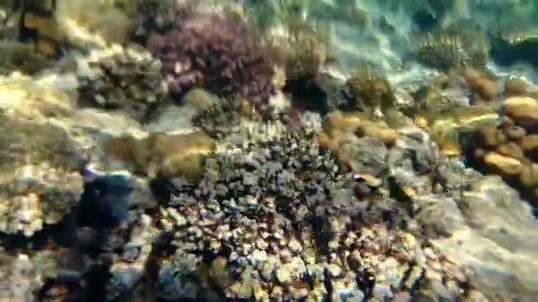 Esponjas coloridas e coral em um recife subaquático — Vídeo de Stock