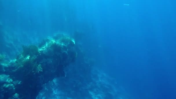 Felsvorsprung mit Algen und Korallen — Stockvideo
