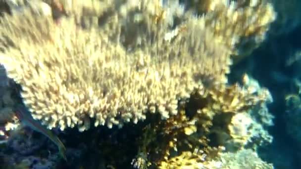 Vue sous-marine d'un récif corallien avec des poissons — Video