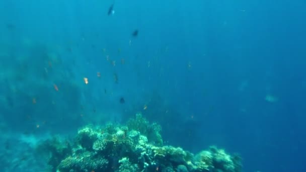 Stralen van zonlicht doordringen de oceaan — Stockvideo