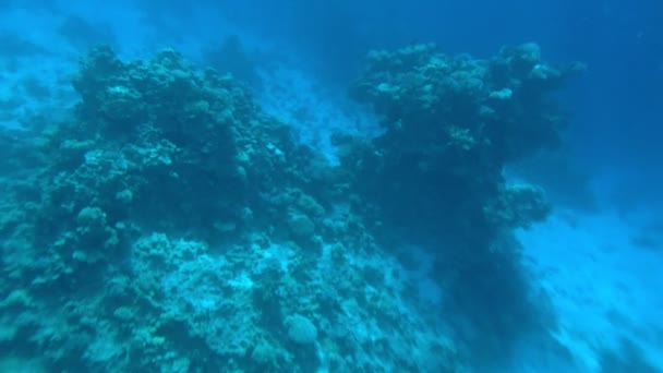 在近海礁石的珊瑚上泛舟 — 图库视频影像